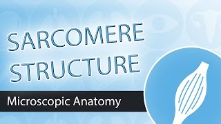 The Sarcomere Structure and Components [upl. by Atinahc]