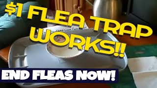 how to make a 1 Homemade Flea trap and end your Flea problems for good [upl. by Aidua]