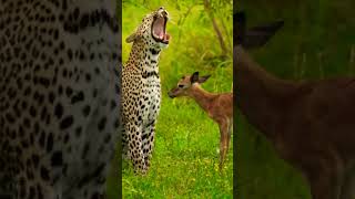 quotLeopard Lurking The Fate of a Deer Fawn on the Edgequot animals shorts shortsfeed worldleopard [upl. by Torruella777]