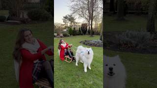 Bentley vs Samoyed 🐕🛷 bentley samoyed dog fun comedy [upl. by Heisser]