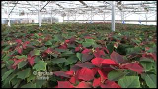 Growing Poinsettias [upl. by Leonard]