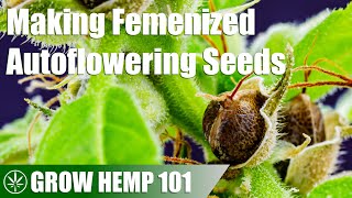 Autoflower Female Hemp Plant SelfPollenates to Make Seeds [upl. by Enecnarf]