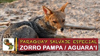 Paraguay Salvaje Especial Zorro [upl. by Yllil]