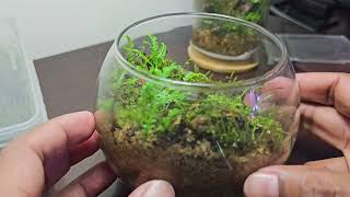 Moon Light Terrarium [upl. by Oel]