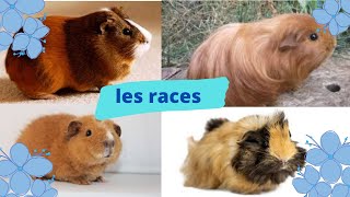 Les races de cochons dinde [upl. by Osnofla]