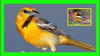 Bullocks Oriole Bird Song Sound Call Chirp Sound  Turpial De Bullock Canto  Icterus Bullockii [upl. by Elenahc661]