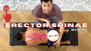 Turn ON Your ERECTOR SPINAE MUSCLES [upl. by Busby504]