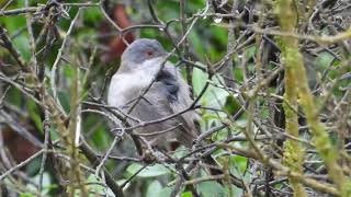 Sardinian Warbler Occhiocotto Sylvia melanocephala [upl. by Asserac]