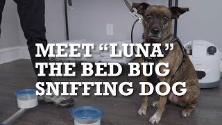 Luna  The Bed Bug Sniffing Dog [upl. by Dibb]