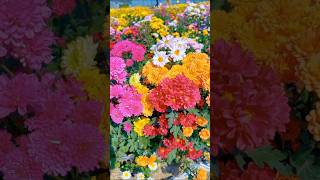 Enchanting Flower Gardens A Paradise of Vibrant Blooms  shorts flowers [upl. by Eiznekcam]