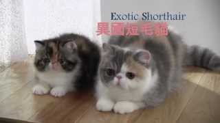 異國短毛貓 Exotic Shorthair 拍攝花絮【My Pet寵物閑情】 [upl. by Declan521]