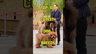 World’s Cutest Dog Breeds Ranked 🐶 shorts shortsfeed top10 dog [upl. by Yruok829]