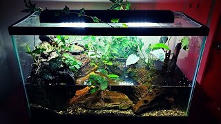 Amazing Paludarium with BIOLOGICAL Filtration No Filter Waterfall  Permaculture in a Tank [upl. by Wycoff12]