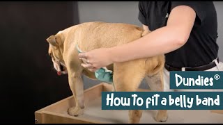 How to Fit A Dundies Belly Band Male Dog [upl. by Eiramnwad353]