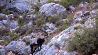 Ibex hunt in Spain  Caza macho montes en Teruel [upl. by Josler]