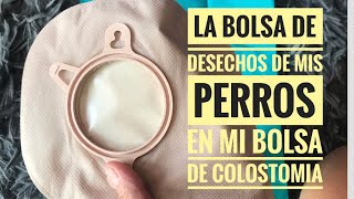 Cómo usó las BOLSITAS de DESECHO de 🐶🐶 en mi BOLSA de COLOSTOMIA 💩♥️ [upl. by Solly]