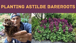 How to Plant ASTILBE Bare Roots [upl. by Ollehto]