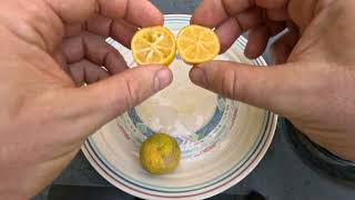 Tasting Sudachi Citrus and Indio mandaquat Citrus [upl. by Mateusz67]