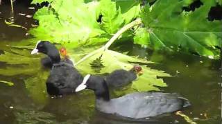 Fulica atra  Eurasian Coot  Meerkoet [upl. by Aseret]