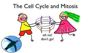 Cell Cycle and Mitosis [upl. by Corry231]