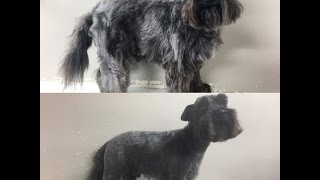 Miniature Schnauzer Tutorial  Tips and Grooming Tricks [upl. by Ellenyl]