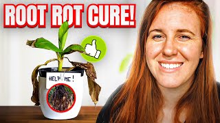 ROOT ROT 101 A SOIL SCIENTIST SOLUTIONPREVENTING amp TREATING ROOT ROT  Gardening in Canada [upl. by Yebloc249]