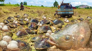 Wow wow Big Big Fish In Hole mud at rice field Dig Big Clams When Dry Water Found Fish amp Eggs [upl. by Salita473]