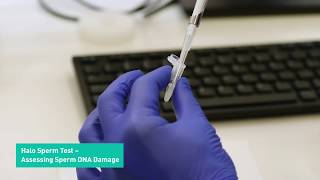 Halo Sperm Test  Assessing Sperm DNA Damage [upl. by Rawna]