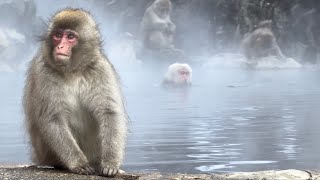 Traveling Alone in Japan The Wilderness amp Snow Monkeys [upl. by Nnasor812]