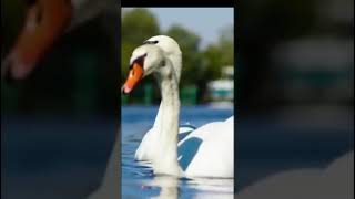 MUTE SWAN shorts wildnatureus24 youtubeshorts birds [upl. by Alicirp]