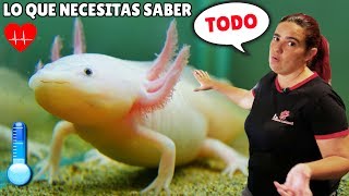 CÓMO cuidar a AJOLOTES 👀 Axolote Gold 💛 Ajolote Albino 💜 Axolotes Negros 🖤🖤 Leucístico 💟 [upl. by Nahta572]