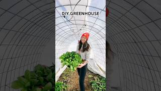 Easy DIY Greenhouse From Cattle Panel diygreenhouse greenhouse greenhouses gardendiy [upl. by Nilac]