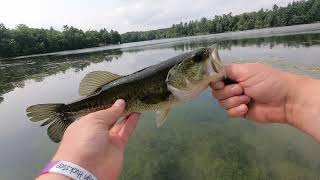 Lake Full of Largemouth Bass [upl. by Buddie]