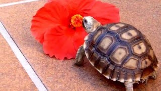 Tortugas de tierra bebe comiendo 🐢🌸 [upl. by Phillis100]