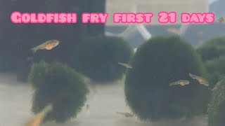 Goldfish fry first 21 days growth rates [upl. by Cristina]