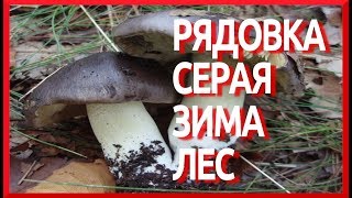 Грибы РЯДОВКА СЕРАЯ видео зимой Tricholoma portentosum [upl. by Hentrich]