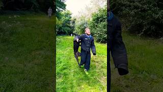 KNPV Black Malinois Attack Training [upl. by Cooley]