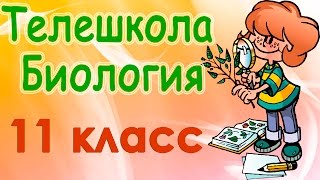 Биология 11 класс Развитие органического мира макроэволюция [upl. by Billen]