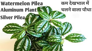 Best Indoor plantWatermelon pilea care for Pilea PlantAluminum Plant care tipsSilver Pilea [upl. by Hairacaz]