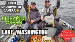 Як ми знайшли Окуня  Рибачим з Pavlus Adventures  Lake Washington Perch  Underwater Camera  2024 [upl. by Arutnev]