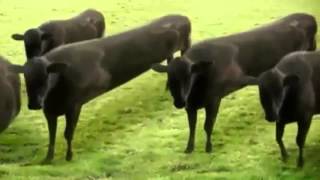 cow dance in nepali song [upl. by Trinidad124]