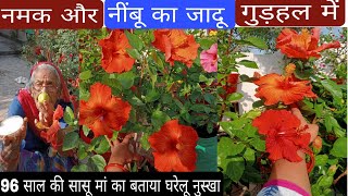 नमक और नींबू का जादू how to get maximum flowers on hibiscus plantfertilizer [upl. by Hildegarde47]