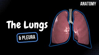 Lungs Function Parts Pleura amp Recesses  Anatomy [upl. by Eelyram]