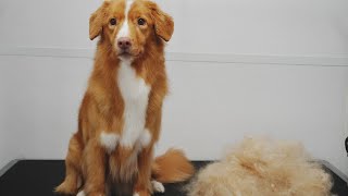 Senior Duck Tolling Retriever loves the blow dryer [upl. by Ekoorb979]