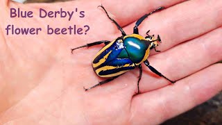 Derbys flower beetle blue form [upl. by Alemak79]