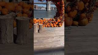 📍Pier 17 New York Pumpkin nyc newyork pumpkinarch pumpkinseason pumpkins halloween fyp [upl. by Novj794]