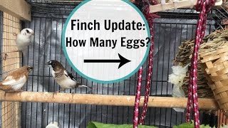 Society Finch 2017 Breeding Update  EGGS [upl. by Parette338]