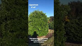 Ligustrum on Sale [upl. by Eibbor226]