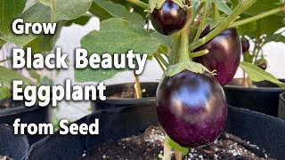 How to Grow Eggplants from Seed in Containers  Black Beauty Eggplant  Easy planting guide [upl. by Regazzi]