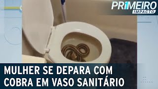 Susto mulher se depara com cobra dentro de vaso sanitário após urinar  Primeiro Impacto 280723 [upl. by Yessydo]